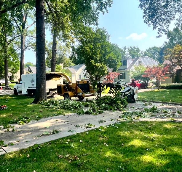 ongoing tree removal