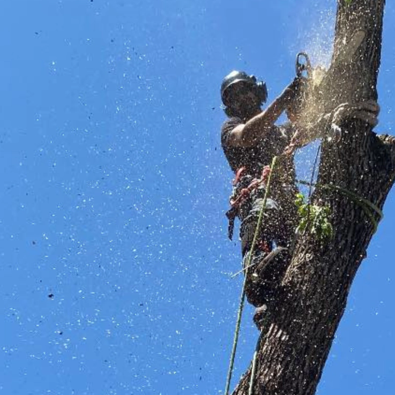 tree removal